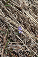 Anemonoides caucasica