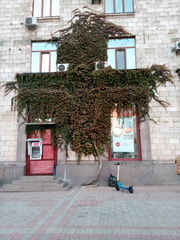 Parthenocissus tricuspidata