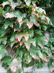 Parthenocissus tricuspidata