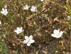 Leptosiphon liniflorus