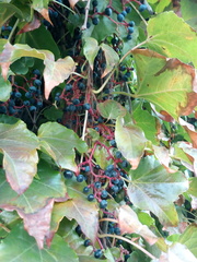 Parthenocissus tricuspidata