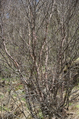 Betula raddeana