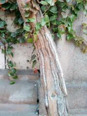 Parthenocissus tricuspidata