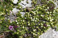 Galium pyrenaicum
