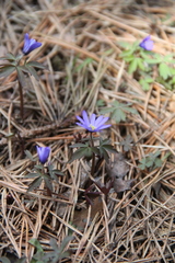 Anemonoides caucasica