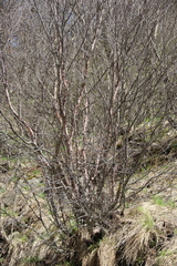 Betula raddeana