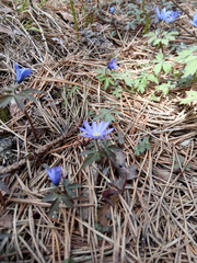 Anemonoides caucasica