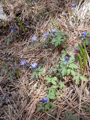 Anemonoides caucasica