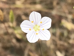 Leptosiphon liniflorus