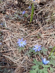 Anemonoides caucasica