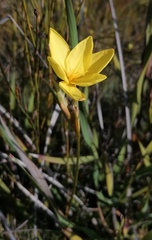 Bobartia longicyma