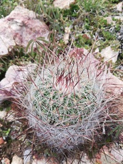 Echinofossulocactus ochoterenaus