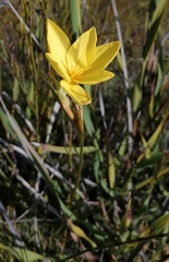 Bobartia longicyma