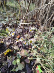 Erigeron annuus