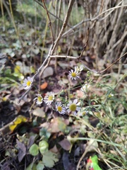 Erigeron annuus