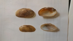 Medionidus conradicus