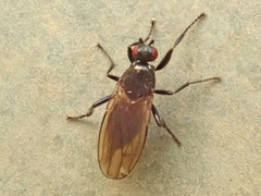 Crumomyia nitida