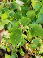 Aegopodium podagraria