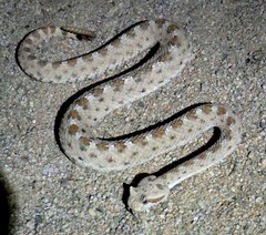 Crotalus cerastes cerastes