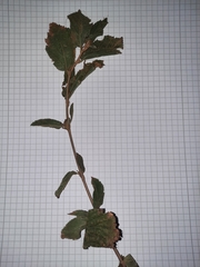 Grewia flavescens