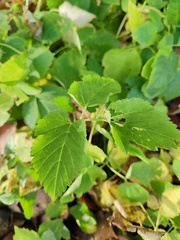 Aegopodium podagraria