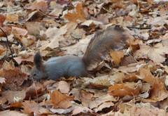 Sciurus vulgaris