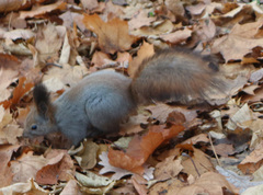 Sciurus vulgaris