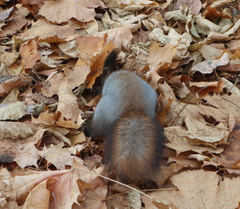 Sciurus vulgaris