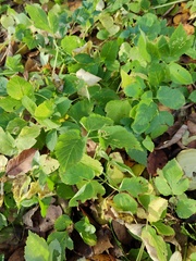 Aegopodium podagraria