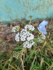 Achillea millefolium