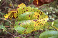 Puccinia smilacis