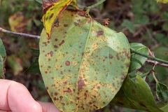 Puccinia smilacis