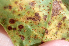 Puccinia smilacis
