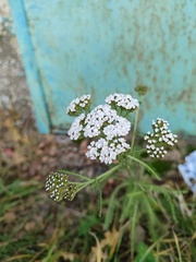 Achillea millefolium