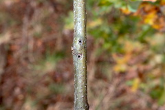 Callirhytis medularis