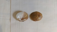 Dromus dromas