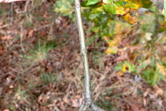 Callirhytis medularis