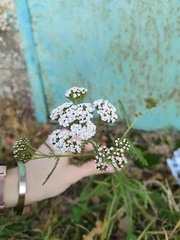Achillea millefolium