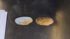 Ptychobranchus subtentus