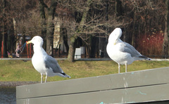 Larus argentatus