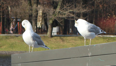 Larus argentatus
