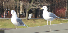 Larus argentatus