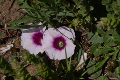 Ipomoea bathycolpos