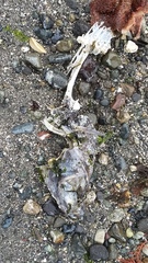 Hexagrammos decagrammus