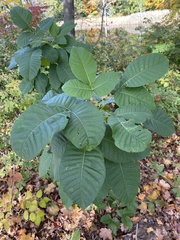 Cotinus obovatus