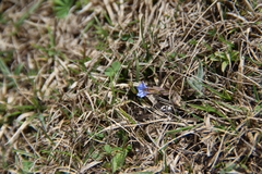 Gentiana aquatica