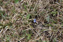 Gentiana aquatica