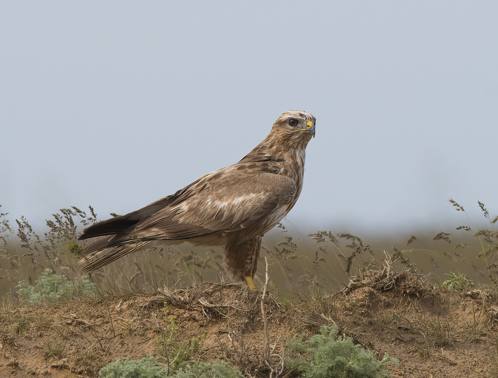 Long-legged Buzzard (Buteo rufinus) photo