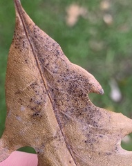 Apiognomonia errabunda