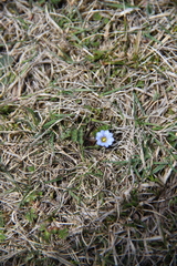 Gentiana aquatica